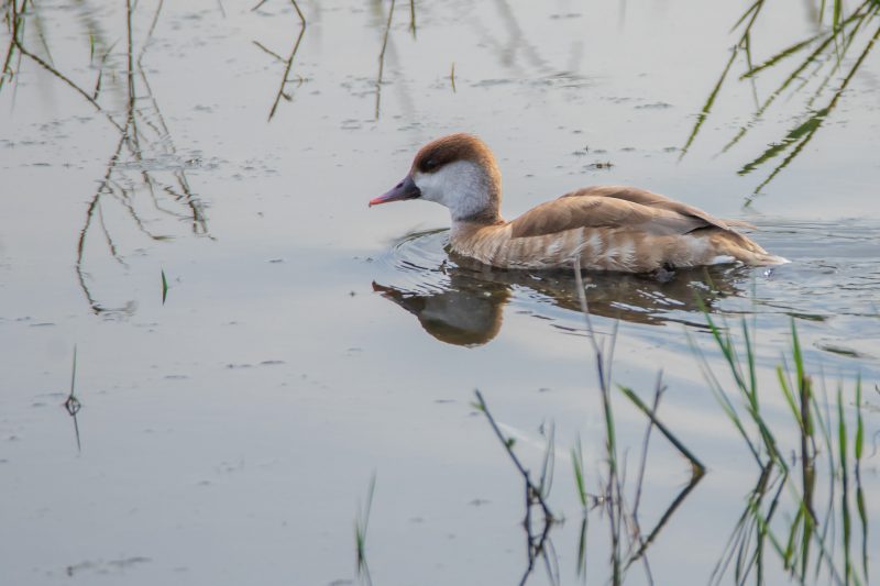 Nette rousse femelle
